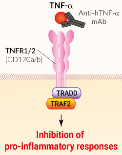 Binding of anti-TNF-α mAb