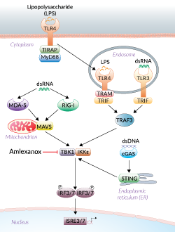 TBK1/IKKε signaling inhibition by Amlexanox