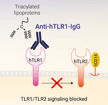 Neutralizing monoclonal antibody against human TLR1