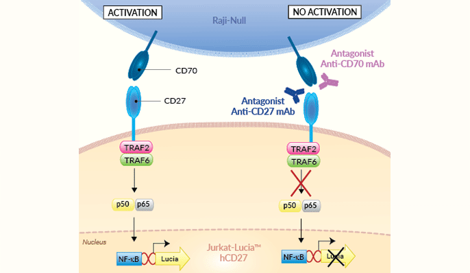 Principle of CD27/CD70 cellular assay