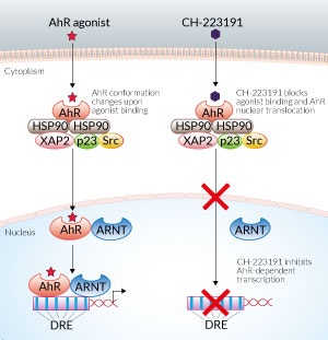 Inhibition of AhR signaling by CH-223191