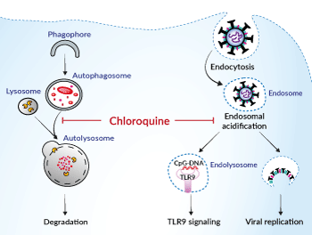 Endosomal acidification and autophagy inhibitor