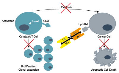 Anti-hEpCAM-βGal binds to hEpCAM, but not to CD3
