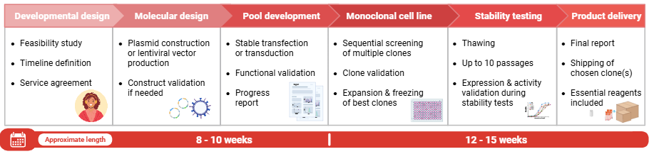 Custom Cell Lines Service Workflow