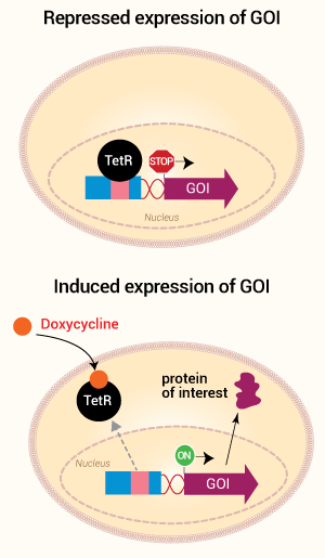 Doxycycline-mediated gene expression