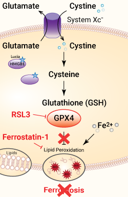 Ferroptosis inhibition by Ferrostatin-1