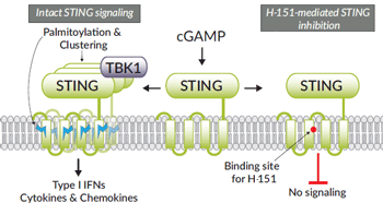H 151 Sting Specific Inhibitor Invivogen