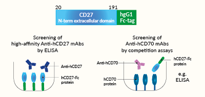 Potential applications of soluble hCD27-Fc protein