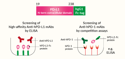 Potential applications of soluble hPD-L1-Fc protein