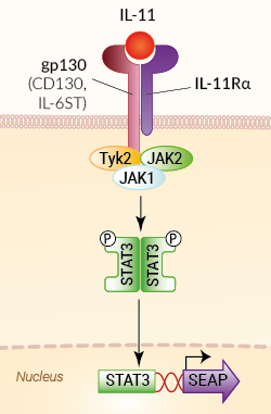 Signaling pathway in HEK-Blue™ IL-11 cells