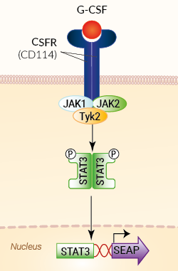 Signaling pathway in HEK-Blue™ G-CSF cells