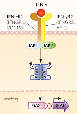 Signaling pathway in HEK-Blue™ IFN-γ cells