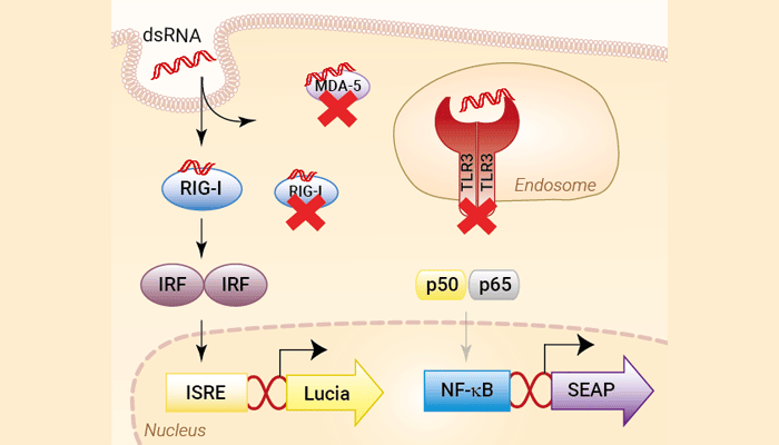 Specific RIG-I Reporter HEK293 Cells