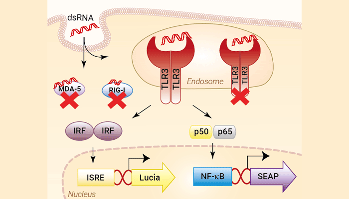 Signaling pathways in HEK-Dual™ RNA-hTLR3 cells