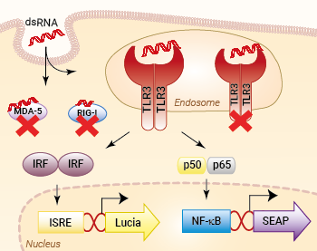 Signaling pathways in HEK-Dual™ RNA-hTLR3 cells