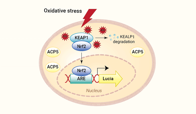 HEK-Lucia-Star™ ARE cells signaling pathway