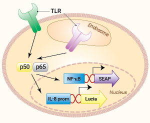 Signaling pathways in HEK-Blue-Lucia™ TLR cells