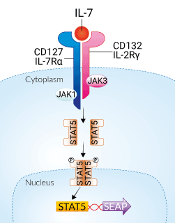HEK-Blue™ IL-7 Cells signaling pathway