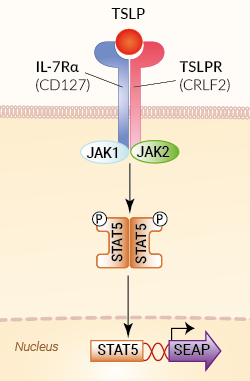 Signaling pathway in HEK-Blue™ TSLP cells