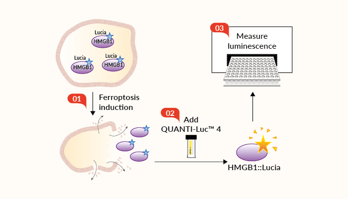 HMGB1::Lucia Ferroptosis release assay