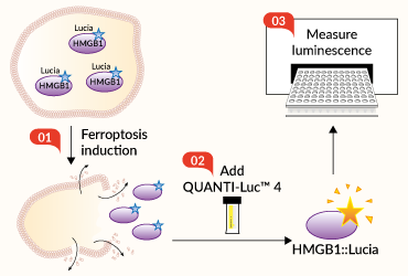 HMGB1::Lucia Ferroptosis release assay