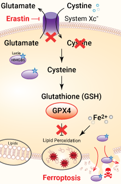 Ferroptosis pathway