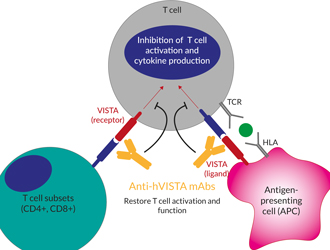  VISTA in the context of immunotherapy