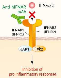 Binding of anti-IFNAR mAb