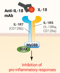 Binding of anti-IL-18 mAb