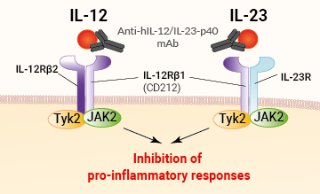 Binding of anti-IL-12/IL-23 mAb