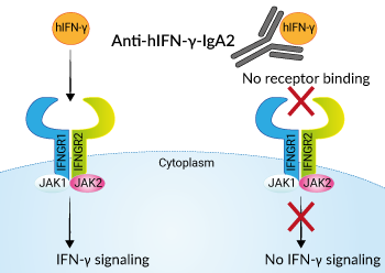 Neutralizing monoclonal antibody against human IFN-γ