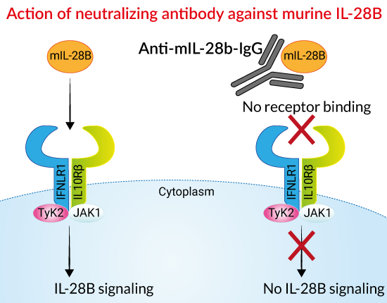 Mouse Anti-mIL-28b neutralizing antibody | InvivoGen