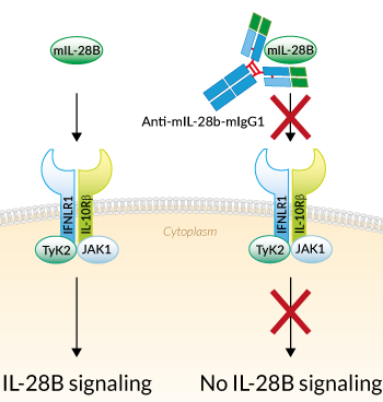 Neutralizing monoclonal antibody against murine IL-28B