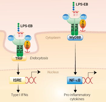 TLR4 activation with LPS-EB