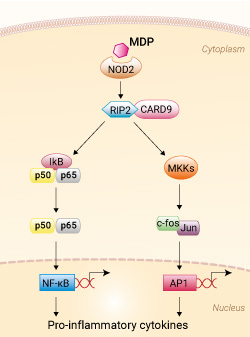 NOD2 activation with MDP