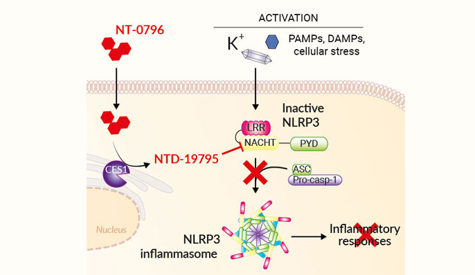 Inhibition of the NLRP3 inflammasome by NT-0796