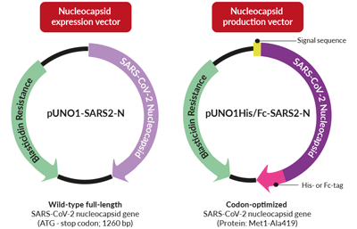 SARS-CoV-2 nucleocapsid expression vs. production vectors