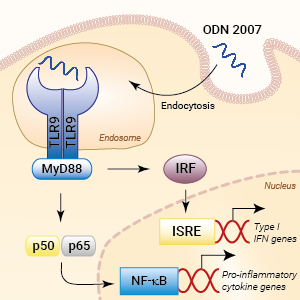TLR9 activation with ODN 2007