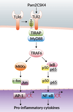 TLR2/TLR6 activation with Pam2CSK4