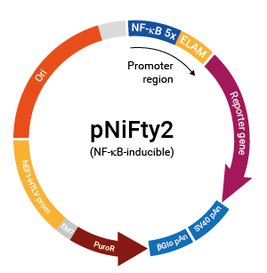 NF-κB-inducible pNiFty2 plasmid