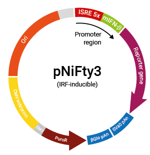 IRF-inducible pNiFty3 plasmid
