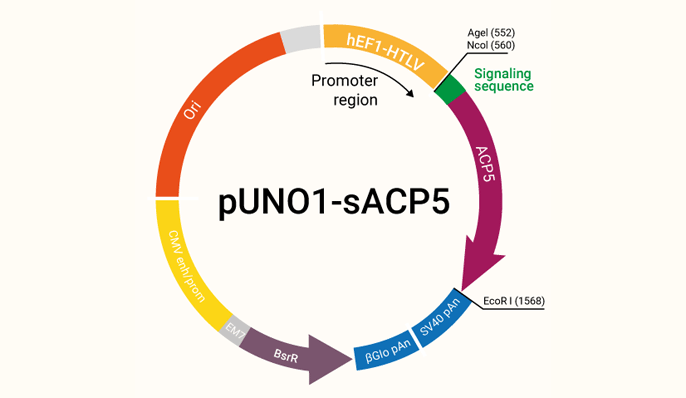 sACP5 plasmid