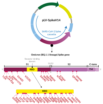 Omicron Variant (BQ.1.1 lineage) Spike pseudotyping vector