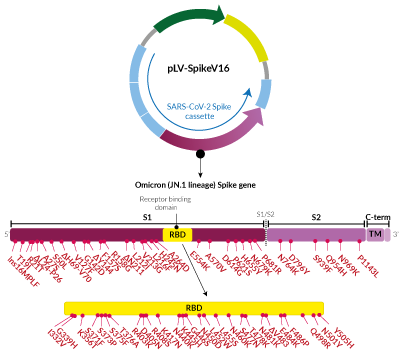 Omicron Variant (JN.1 lineage) Spike pseudotyping vector