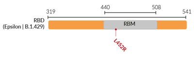 Key mutation in the Epsilon variant (B.1.429) RBD
