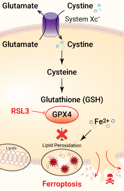 RSL3-induced ferroptosis