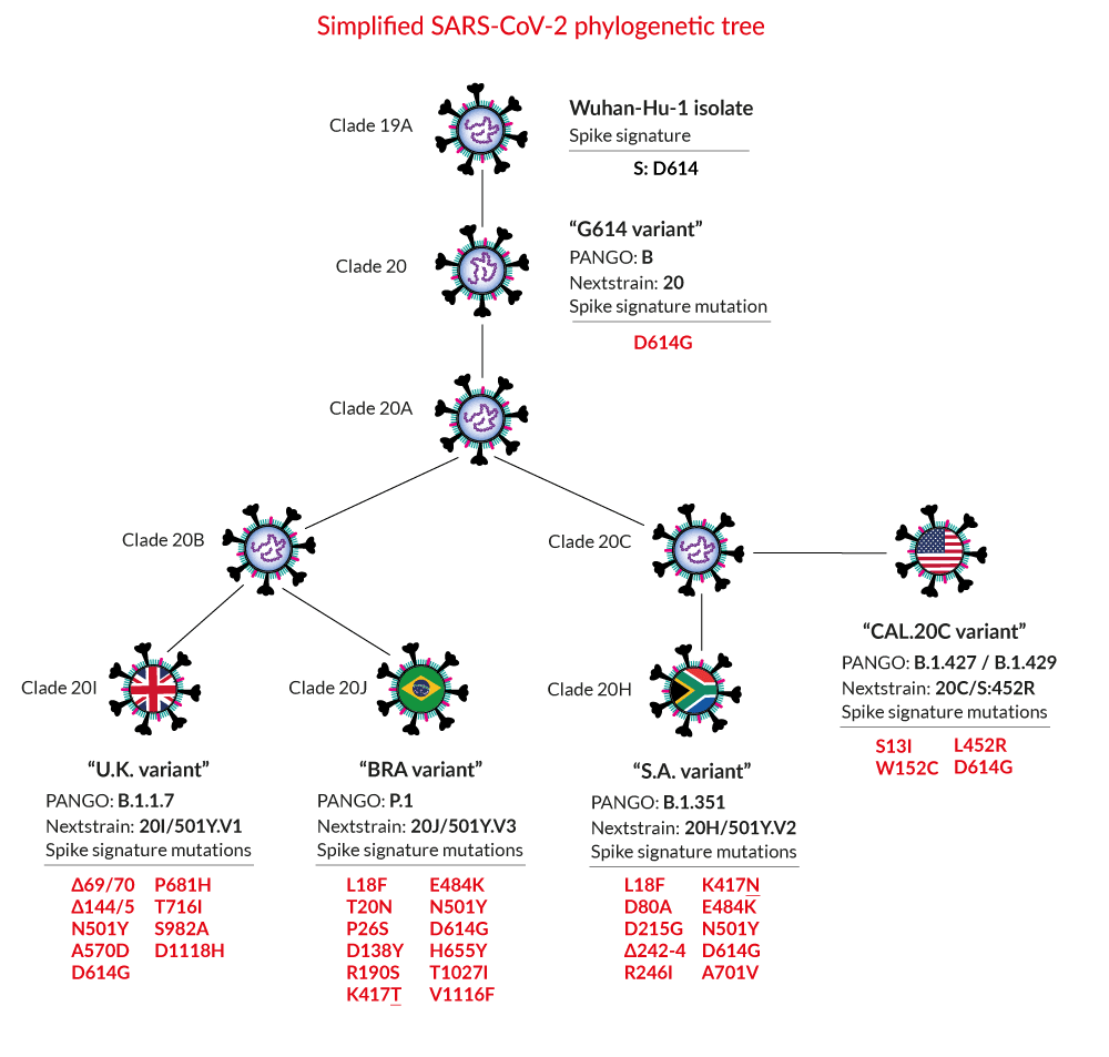 Human Coronavirus 2019nCoV Variants InvivoGen