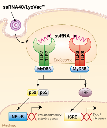 Activation of TLR7/8 by ssRNA40/LyoVec™