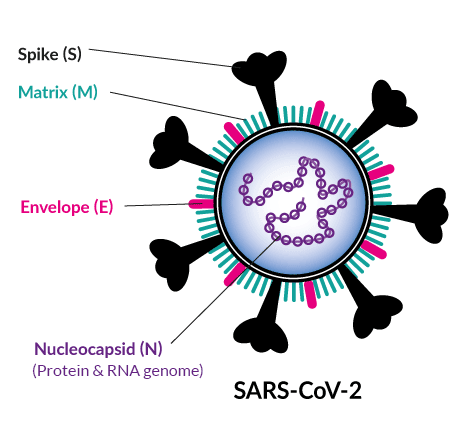 Sars Cov 2 Plasmids S E M N Genes Invivogen