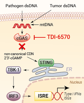 Inhibition of cGAS signaling by TDI-6570
